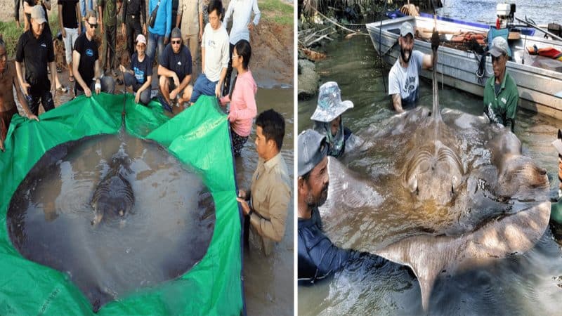 Brave Beachgoers in Spain Unite to Rescue Stranded Massive Stingray, Touching Hearts Worldwide