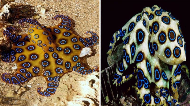 Ignorance and Danger: The Unfortunate Encounter with a Deadly Blue-Spotted Octopus