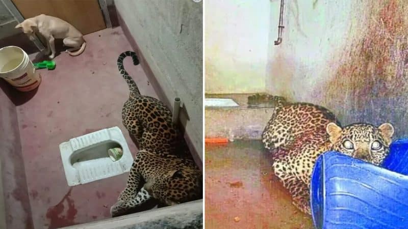 Unimaginable Escape: Brave Dog’s Extraordinary Survival Tale, Trapped with a Fierce Leopard in a Locked Toilet