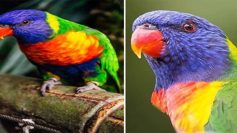 Meet the “Mutant” Rainbow Lorikeet: A Rare and Unquestionably Unique Avian Wonder