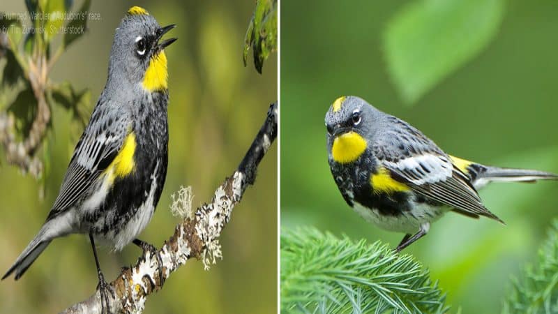 Yellow-rumped Warbler: A Colorful Visitor in North America