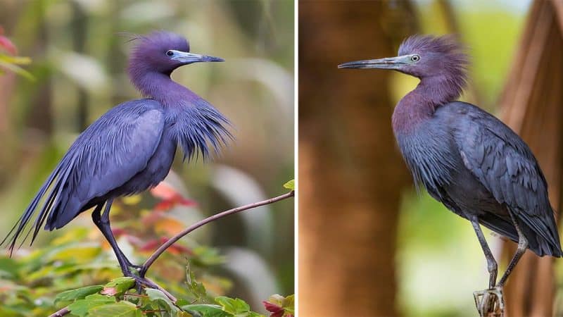 Discover the Delicate Beauty of the Little Blue Heron