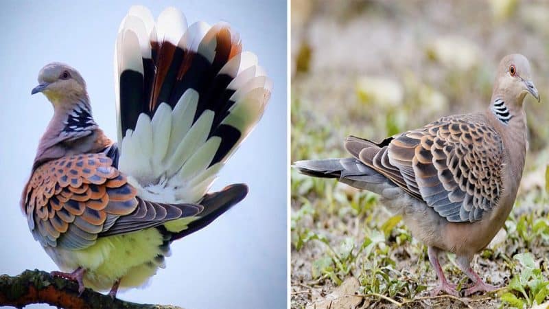 Unveiling the Grace and Beauty of the European Turtle Dove: A Delicate and Endangered Species