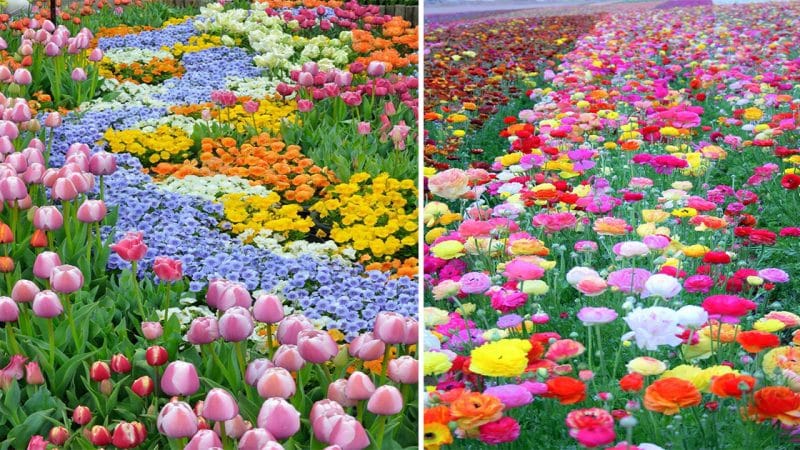 Blooming Beauty: Exploring the Enchanting World of Flowers and Gardens