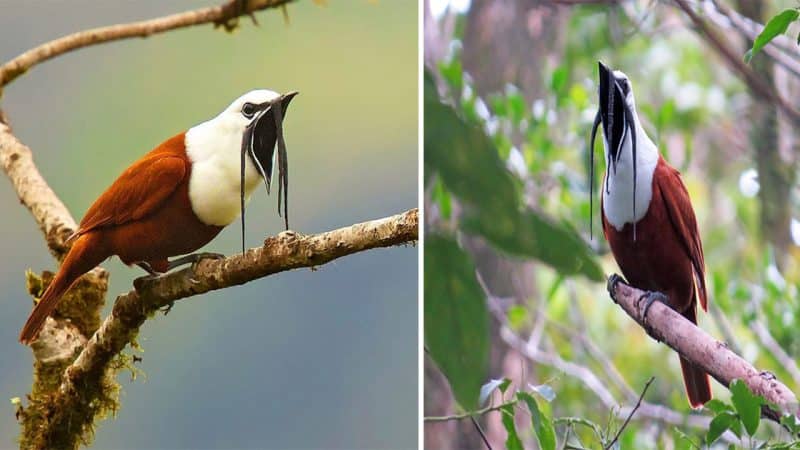 The Enigmatic Three-Wattled Bellbird: A Melodious Marvel of the Cloud Forests