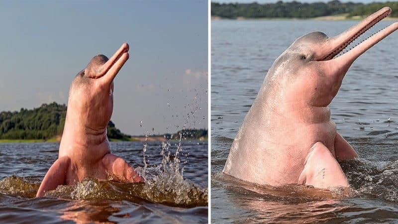 The Enchanting Pink River Dolphin: Beauty, Intelligence, and Threats in the Amazon