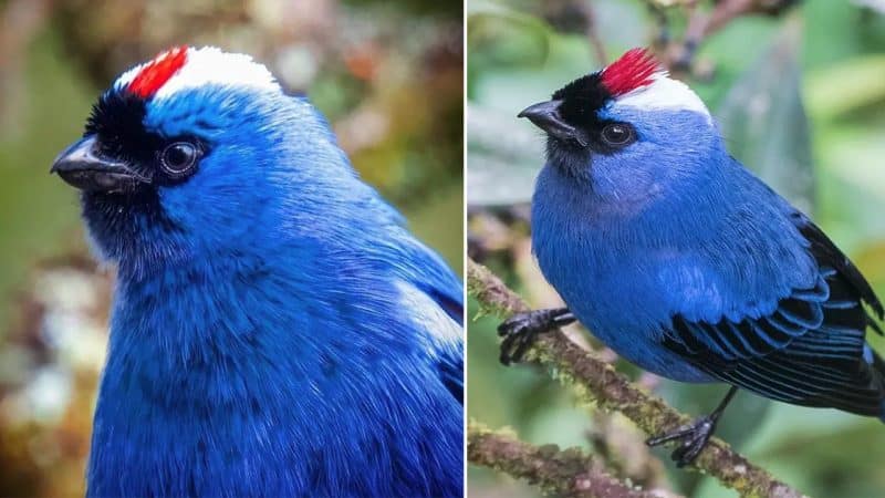 A Handsome Suit of Royal Blue Is Accentuated with a Perfectly Placed White Cap, and a Rather Jaunty Fiery Red Crest