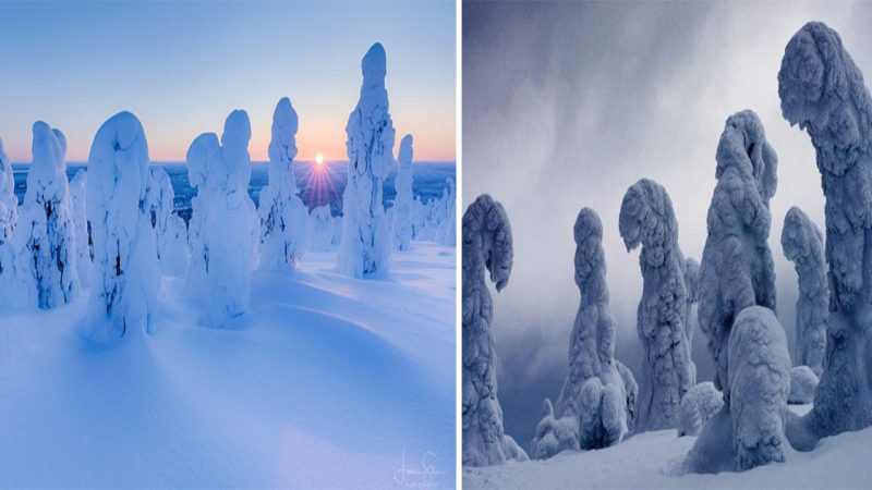 Explorando la Belleza Helada: Árboles Congelados y Esculturas de Hielo en los Bosques de Finlandia