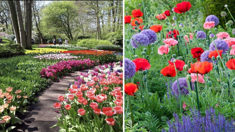 Whispers of Color: Exploring the Poppy Garden’s Vibrant Blooms