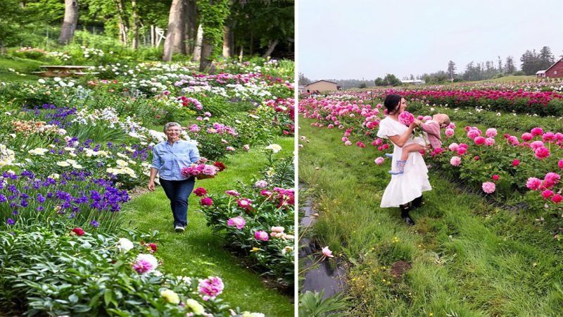 Blooming Serenity: Exploring the Peony Gardens Tranquil Beauty