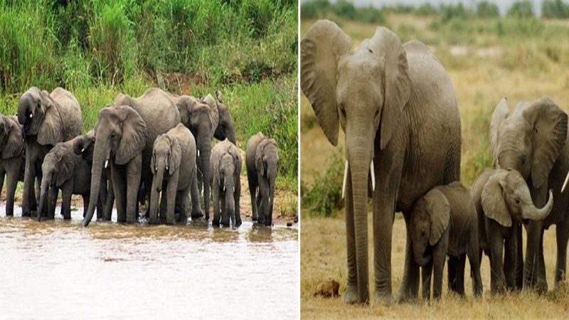 The Epic Journey: Moving Moyo and His Six Companions, a Rescued Orphan Elephant, to Panda Masuie at Victoria Falls, 1000 km Away