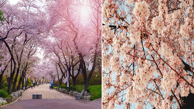 Cherry Blossoms in Seoul: A Captivating Spectacle of Nature’s Beauty