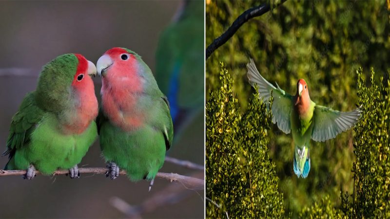 Agapornis Roseicollis – The Charming Rose-Colored Lovebird