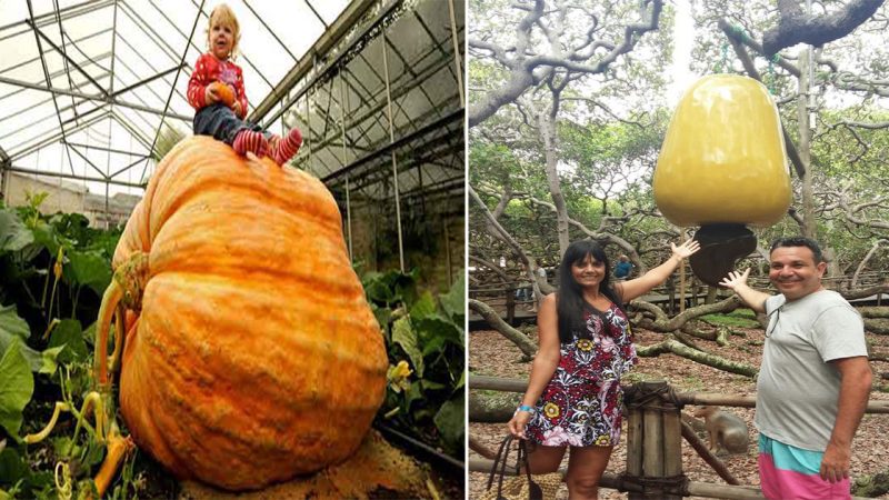 Enormous Wonders: Delving into the World’s Gigantic Fruits and Vegetables