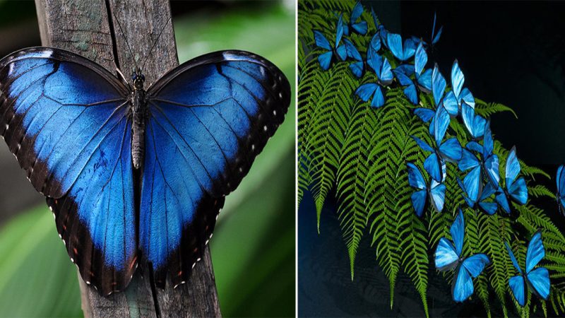 Pictures of blue butterflies the size of a hand, dubbed “charming creatures,” have captured the hearts of nature enthusiasts worldwide.