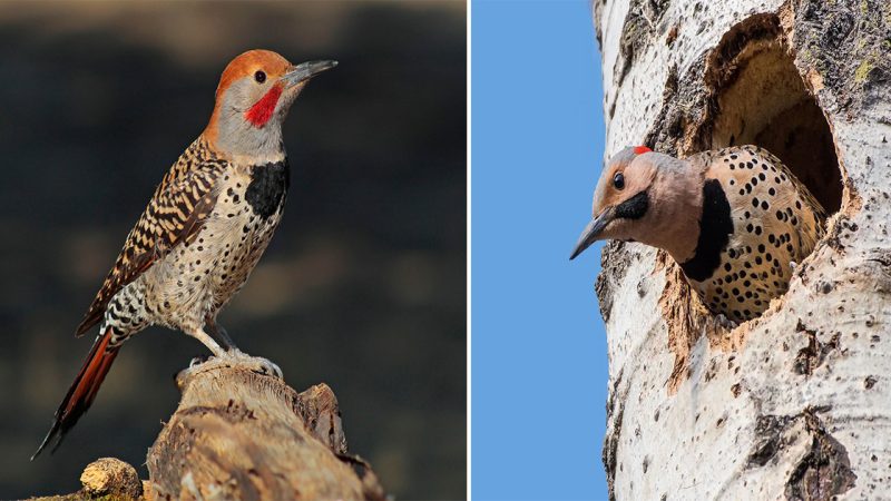 Northern Flicker: The Melodious Woodpecker of the North