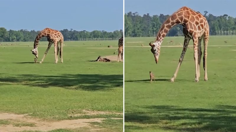 Curious giraffe spotted having a sweet interaction with a baby deer at a safari park in Folsom, Louisiana.