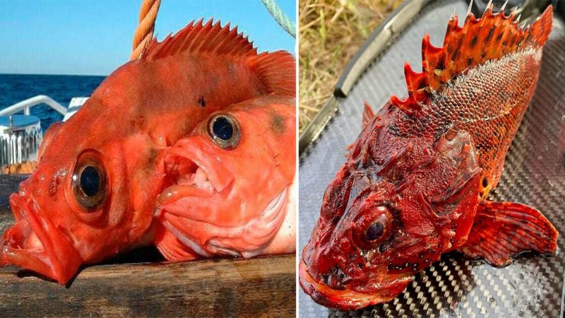 Unbelievable Discovery: Man Accidentally Catches Rarely Seen Red Fish with Bizarre Shape