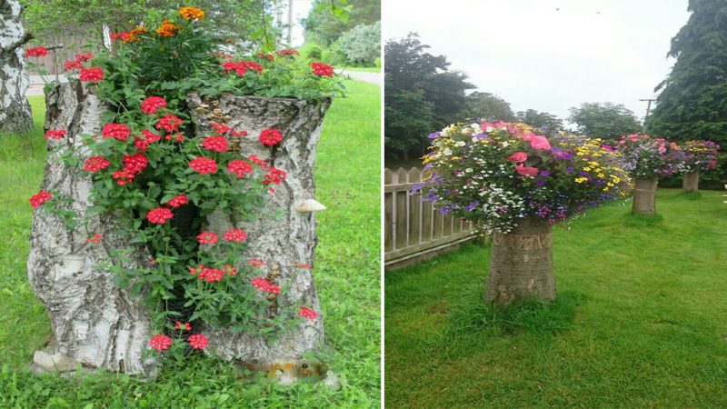 Transforming Old Stumps into Delightful Flower Gardens: A Story of Renewal and Beauty