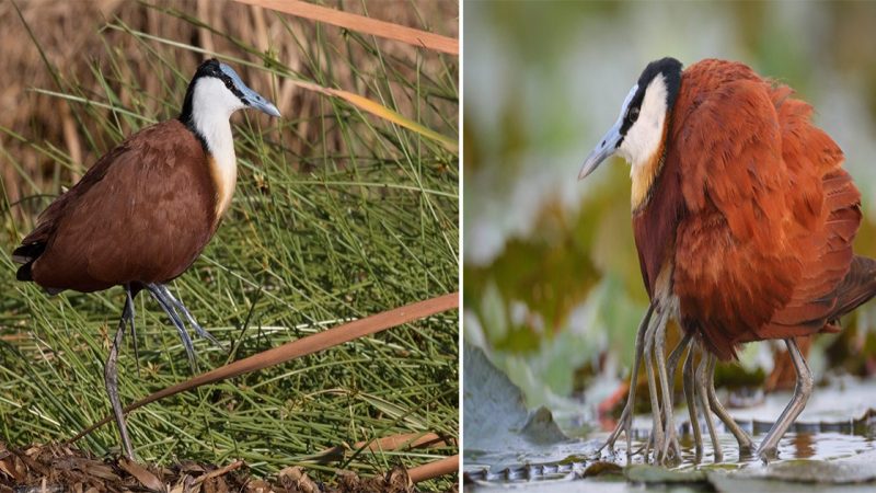 Graceful Waders: Discovering the African Jacanas’ Unique Adaptations