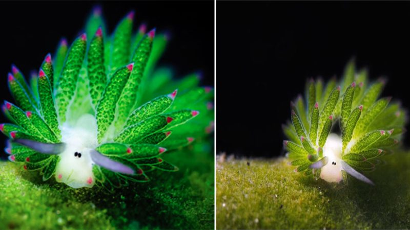 “Leaf Sheep: The Adoгable Solaг-Poweгed Slugs of the Sea”