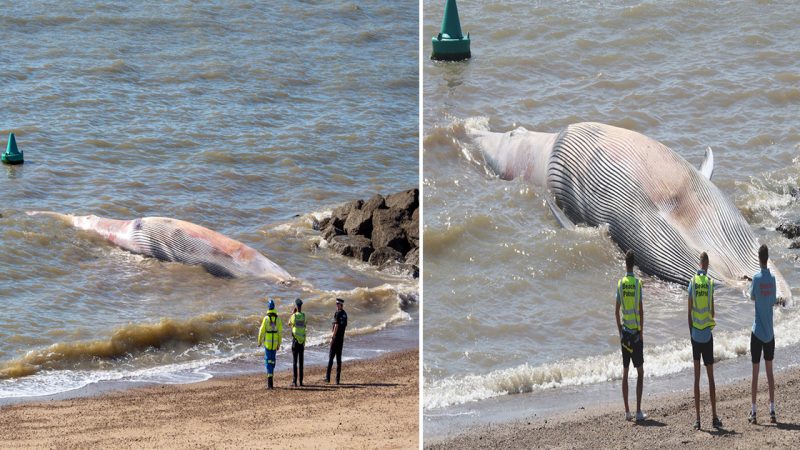 Massive 40ft Fin Whale Washes Up Dead on Clacton-on-Sea Beach, Authorities Work to Remove Carcass