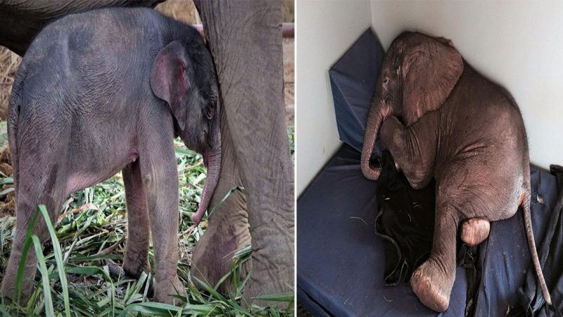 “A Helpless Elephant Attacked by its Own Mother, Resulting in Heartbreaking Tears of Sorrow”