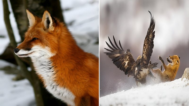 “The Enigmatic Charm of Foxes: Unveiling the Secrets of a Clever and Adaptive Species”