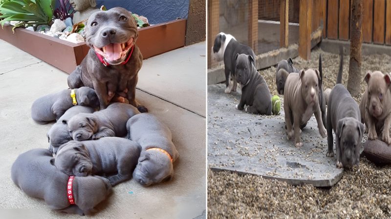 “Mama Dog Welcomes 6 Adorable Puppies: A Heartwarming Tale of Love and Joy”