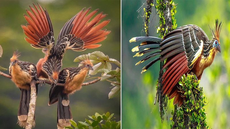 The Hoatzin: A Fascinating Bird of the Amazon Rainforest