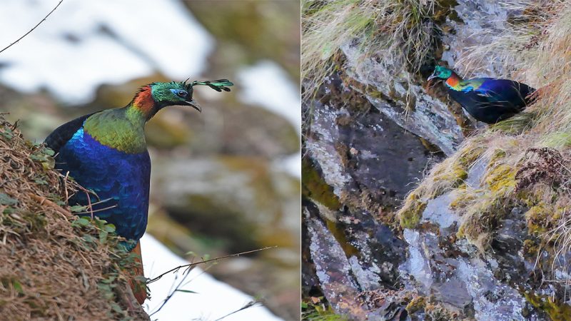 The Dazzling Spectacle: Discover the World’s Most Attractive Bird with Nine Colors of the Metallic Rainbow!