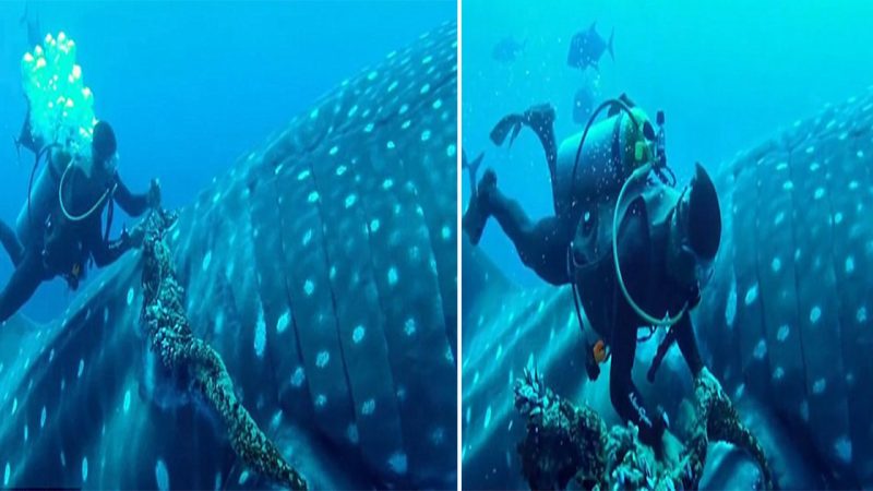 Daring Divers Execute Astounding Whale Shark Rescue from Entanglement