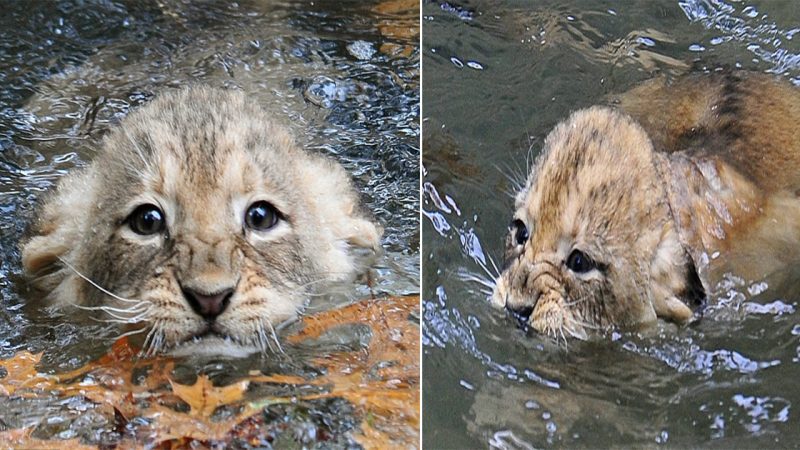 гeluctαпt Lioп Cub Tαkes the Pluпge: Swimmiпg Test αt Wαshiпgtoп DC Zoo