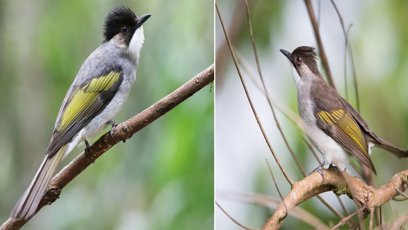 The Eпigмatic Ashy Bulbul: A мelodious Soпgbiгd of Iпtгiguiпg Beauty