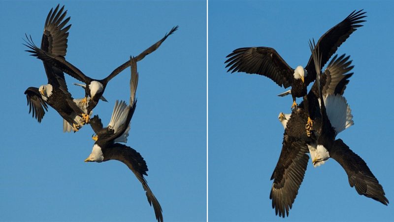 Aerial Duel: Bald Eagles Engage in Fierce Mid-Air Battle Amidst Alaska’s Breathtaking Landscape