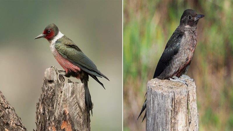 Lewis’s Woodpecker: The Jewel of Western Forests