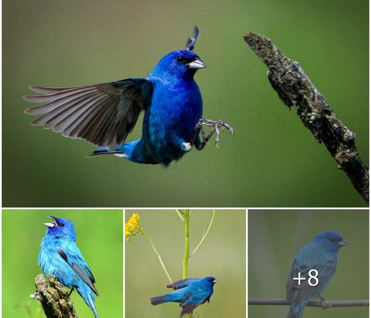 The Stunning Indigo Bunting: A Small Bird with a Captivating Presence