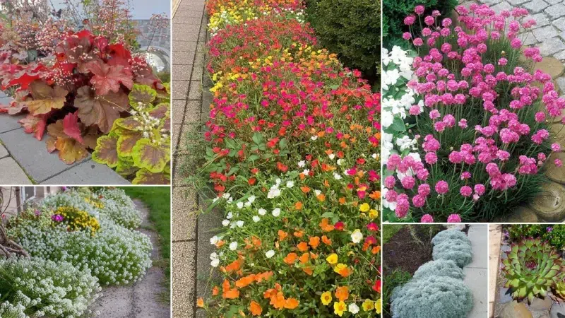 42 Stunning Plants For Walkways