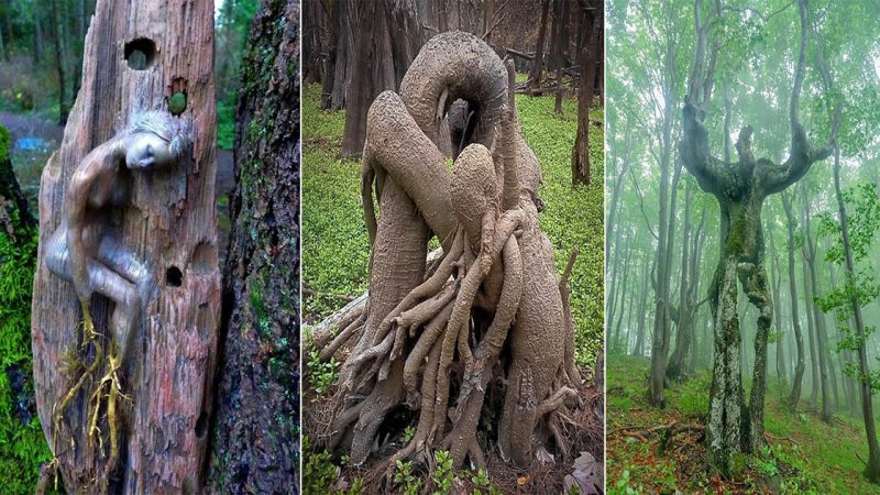 Discover The Enchanted Woods: Where Trees Evoke A Remarkably Human-Like Presence