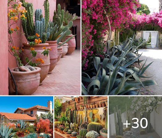 30 Desert Landscaping Ideas To Transform Your Dull Yard Into An Oasis