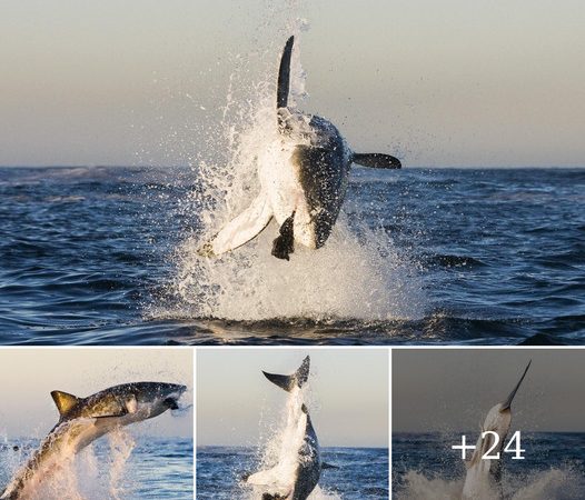 Incredible Moment: 20ft Great White Shark Leaps Out of Water to Catch a Seal