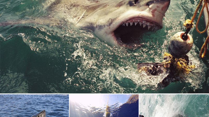 Incredible Close Encounter: Fearless Diver Captures Intimate Moments with Great White Sharks