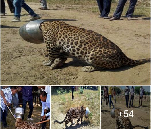 A Thirsty Leopard’s Unfortunate Mishap in an Indian Village