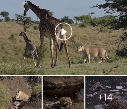 Tragic Encounter: Newborn Giraffe’s Desperate Struggle Against a Lioness Ends in Heartbreak