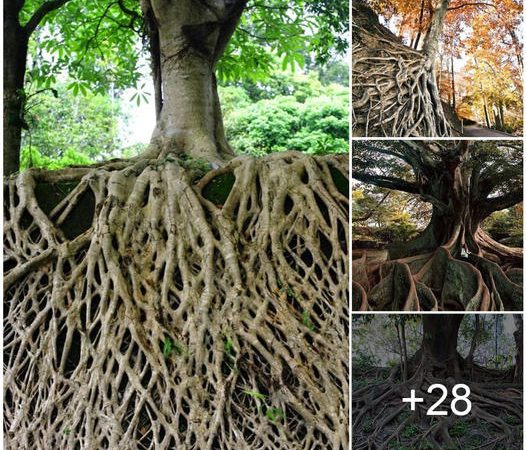 The Majestic Tree with Roots That Reach Earth’s Depths: A Testament to Nature’s Resilience