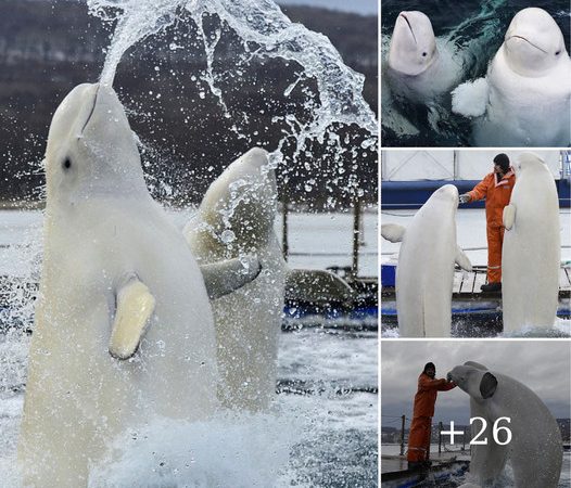 Beluga Whales Delight Their Caretakers with Playful Antics