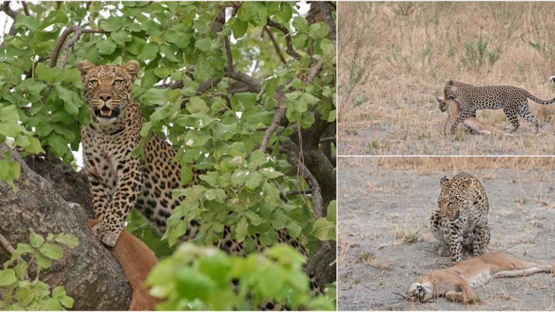 Startling Images Capture a Leopard’s Predatory Feast on a Smaller Feline