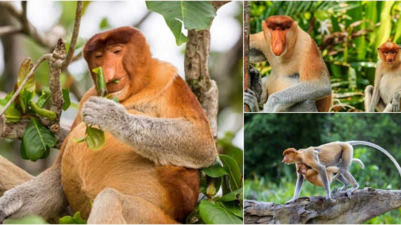 The Extraordinary Life of the Odd-Nosed Monkey: A Transcendent Tale