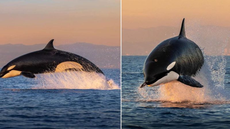 The Killer Whale: Majesty and Mystery of the Ocean’s Apex Predator