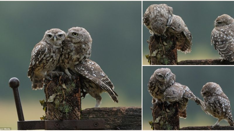 Sibling Shenanigans: The Hilarious Tale of a Little Owl’s Jealousy